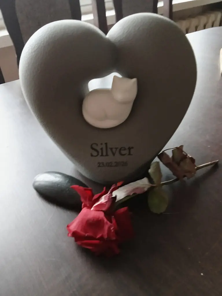 Zdjęcie – Silver