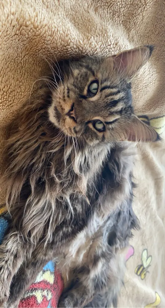 🖤