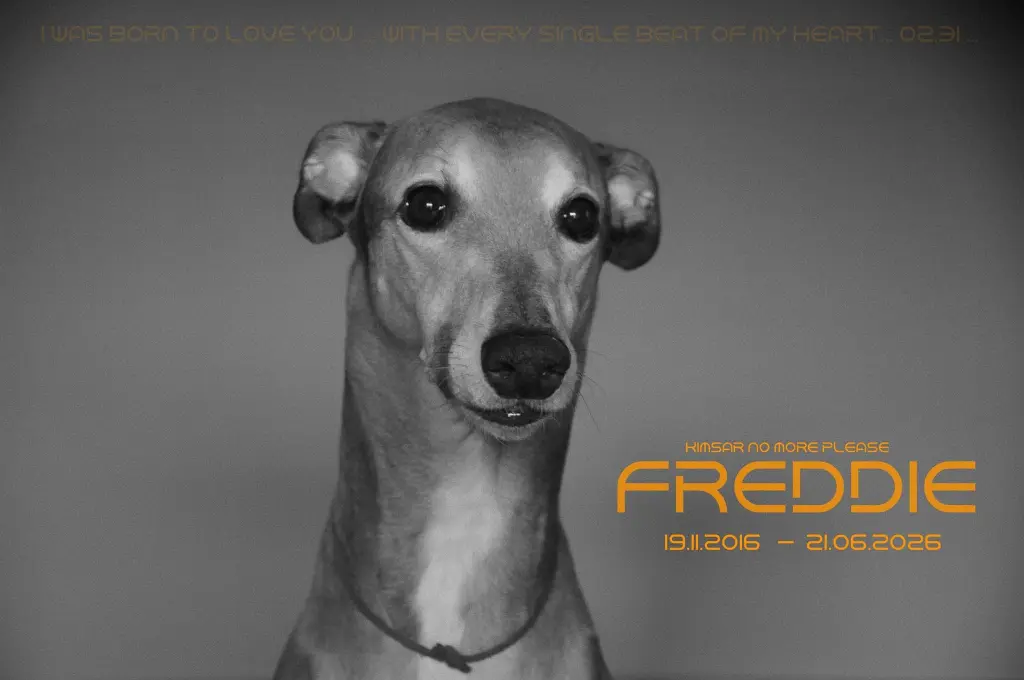 Image from Freddie