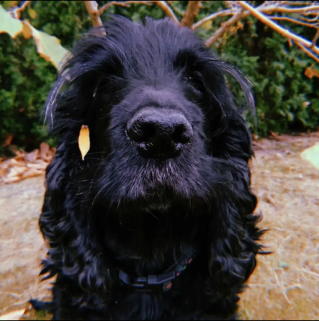 Zdjęcie – Negra