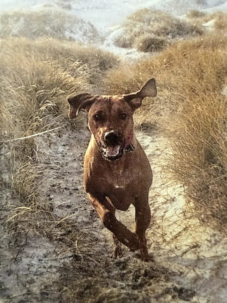 Image from Nala