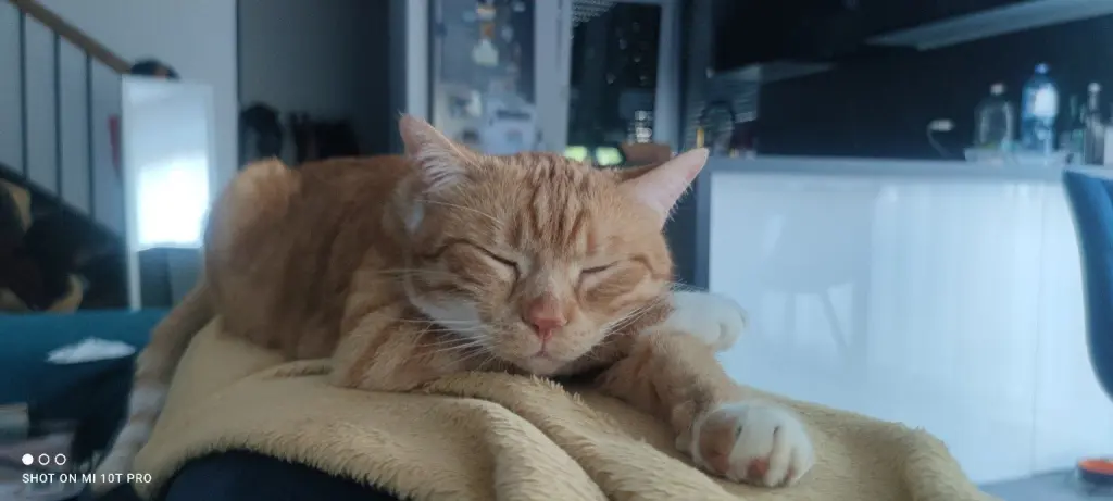 Image from Simba