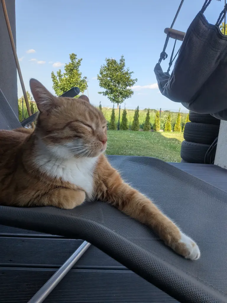 Image from Simba