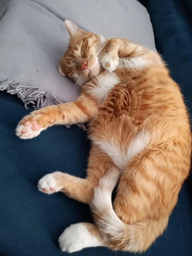 Image from Simba