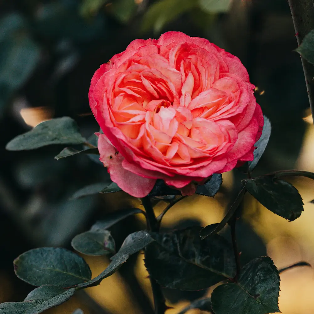 condolence.roseImgAlt