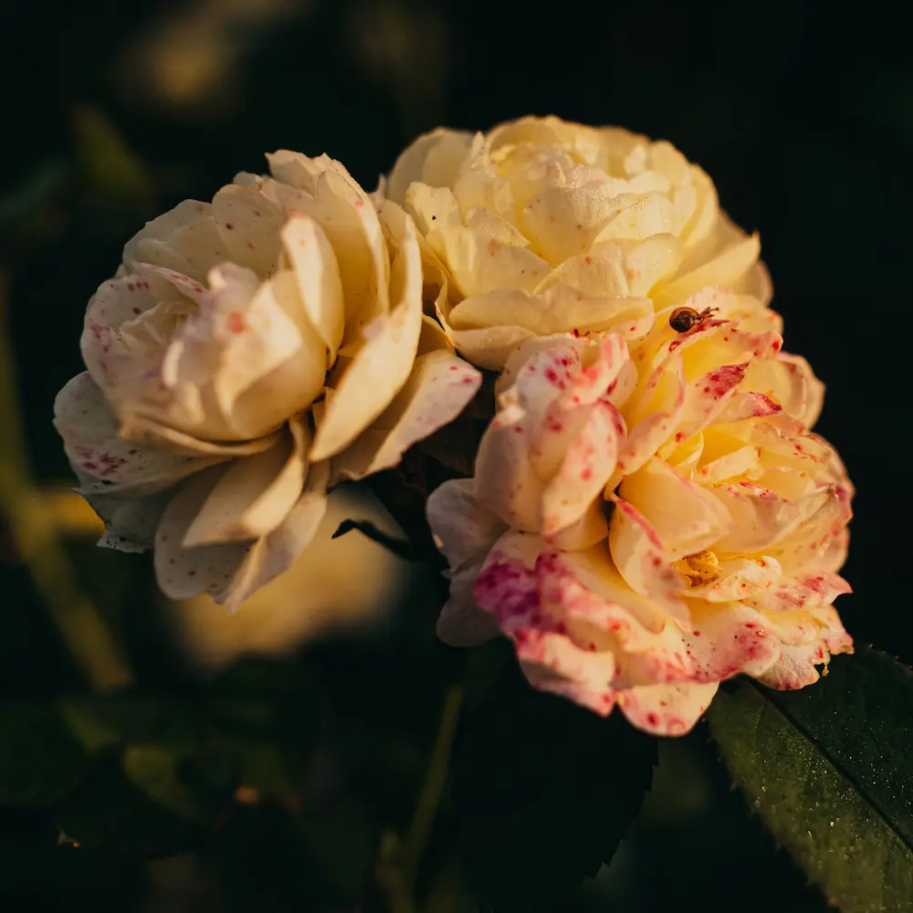 condolence.roseImgAlt
